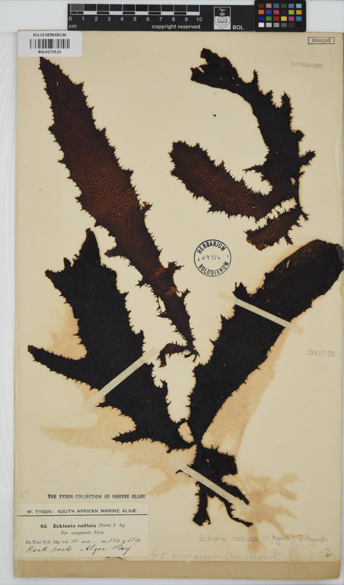 Ecklonia radiata image