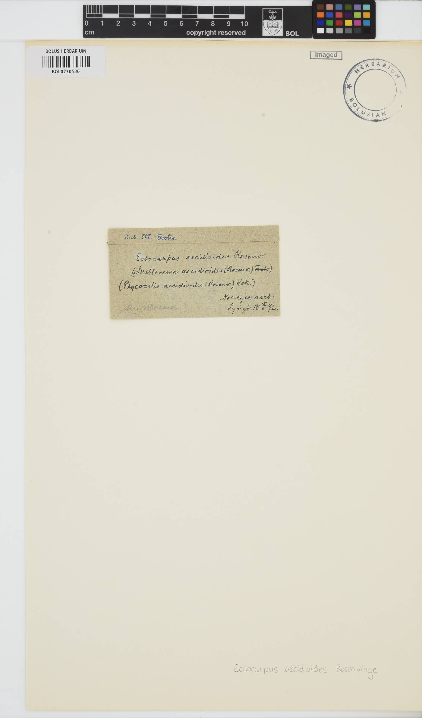 Laminariocolax aecidioides image