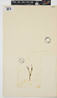 Feldmannia irregularis image