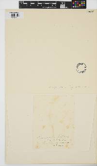 Feldmannia irregularis image