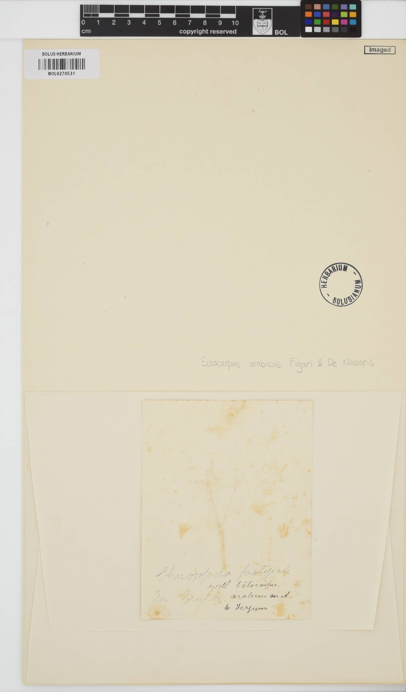 Feldmannia irregularis image