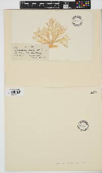Image of Fosliea griffithsiana