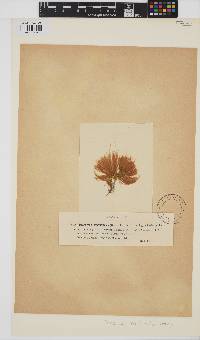 Ectocarpus confervoides image