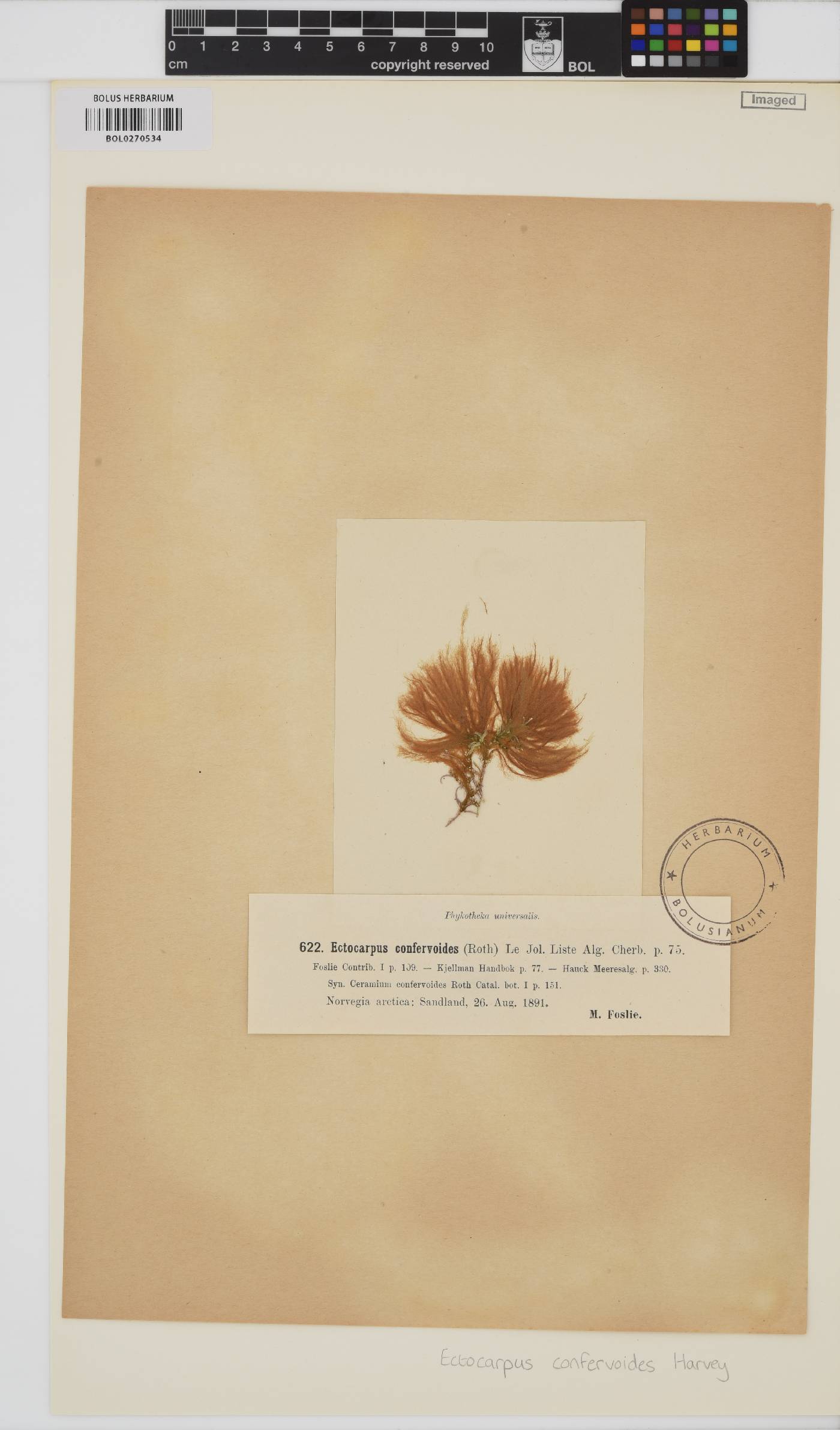 Ectocarpus confervoides image