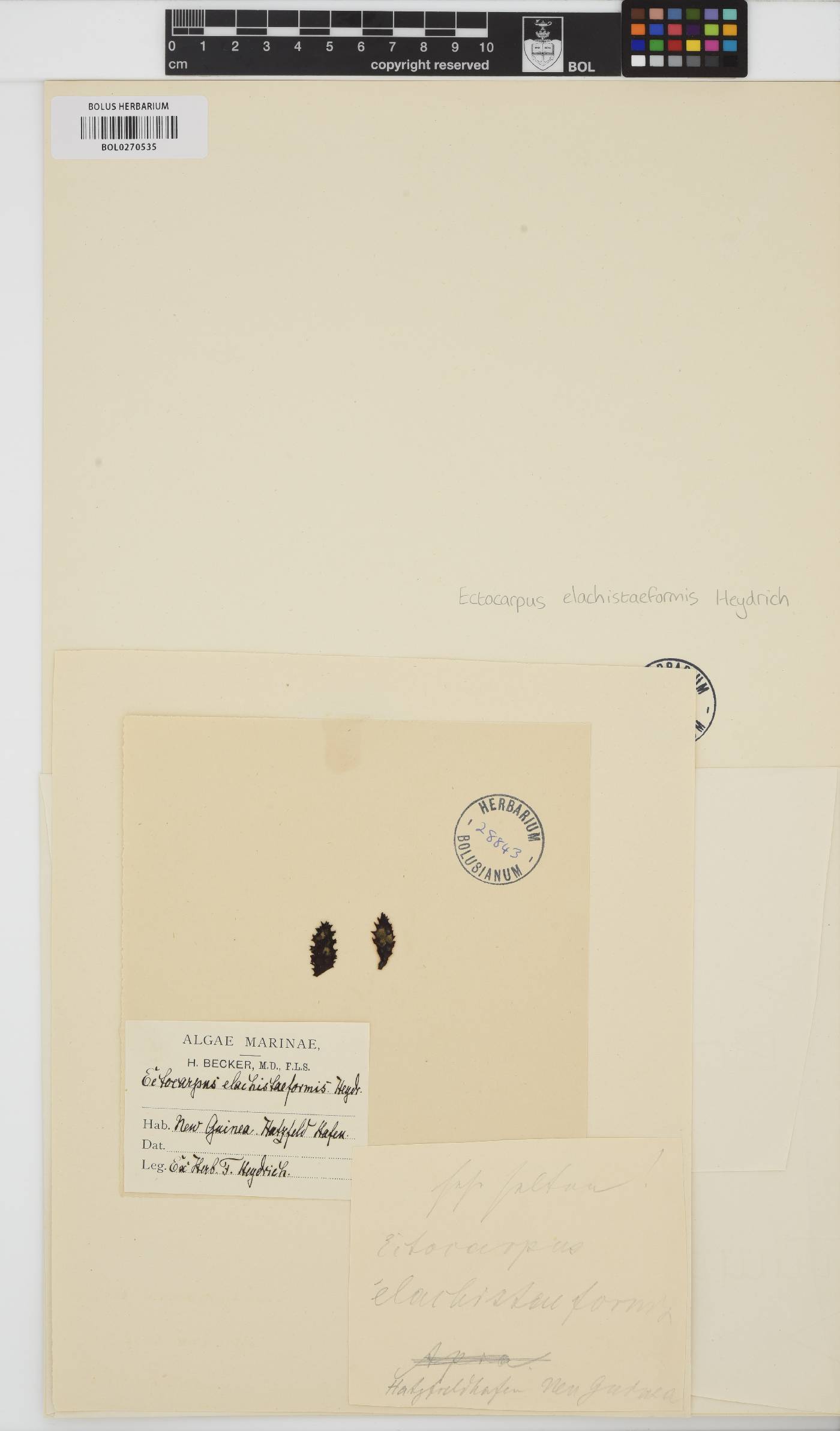 Kuetzingiella elachistiformis image