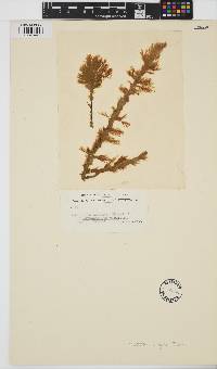 Image of Hincksia sandriana