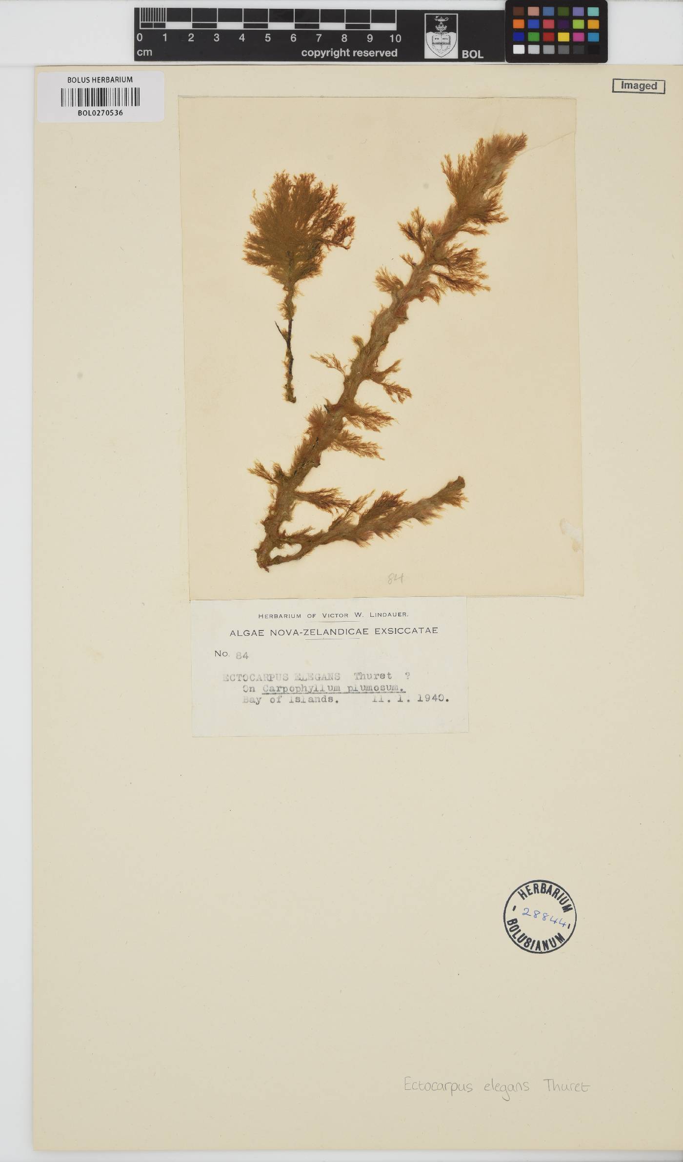 Hincksia sandriana image