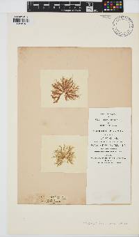 Ectocarpus fasciculatus image