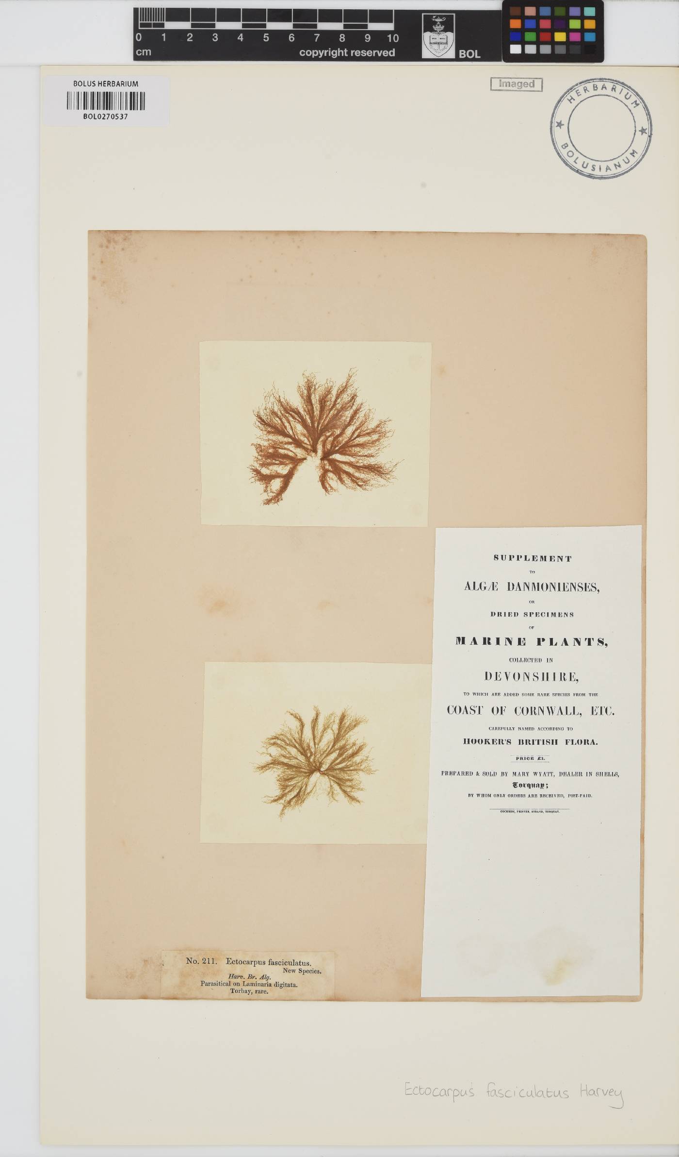 Ectocarpus fasciculatus image