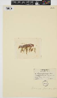 Ectocarpus fasciculatus image
