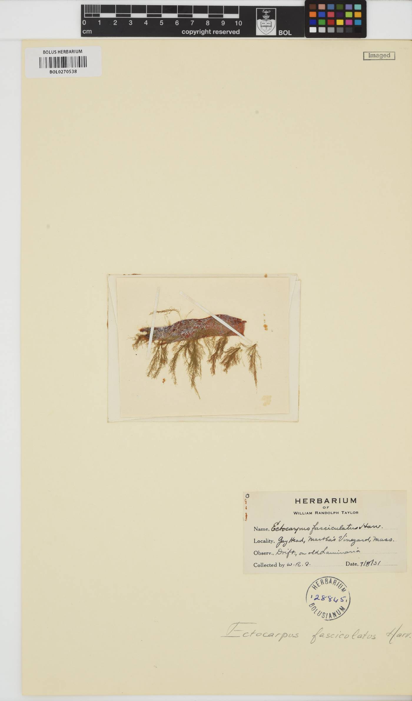 Ectocarpus fasciculatus image