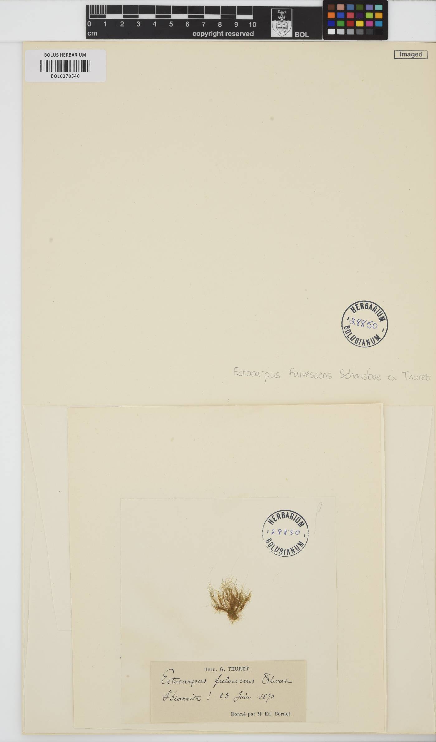 Bachelotia antillarum image