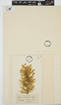 Ectocarpus siliculosus image