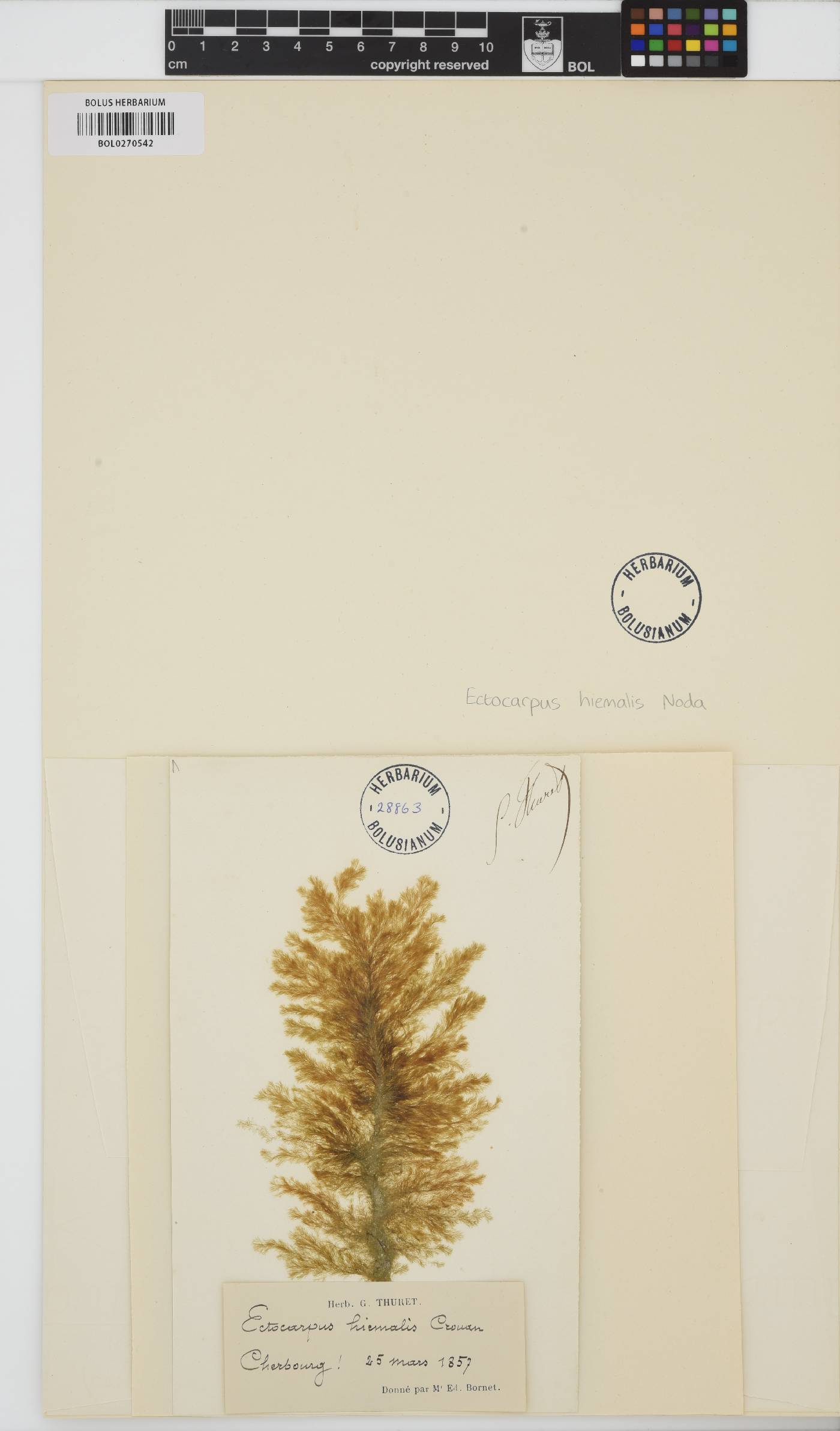 Ectocarpus siliculosus image