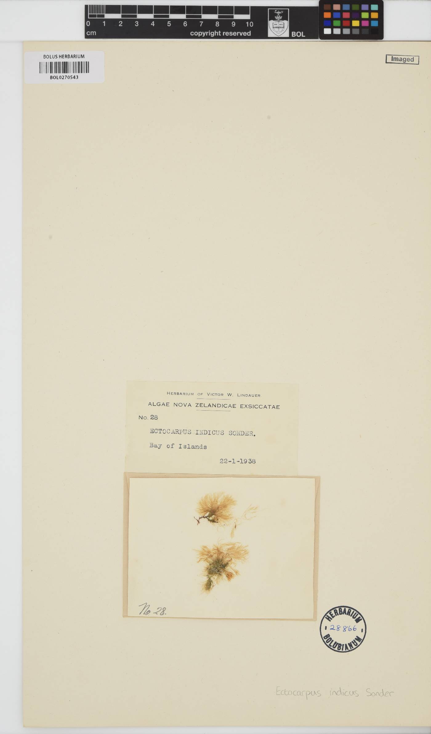 Feldmannia indica image