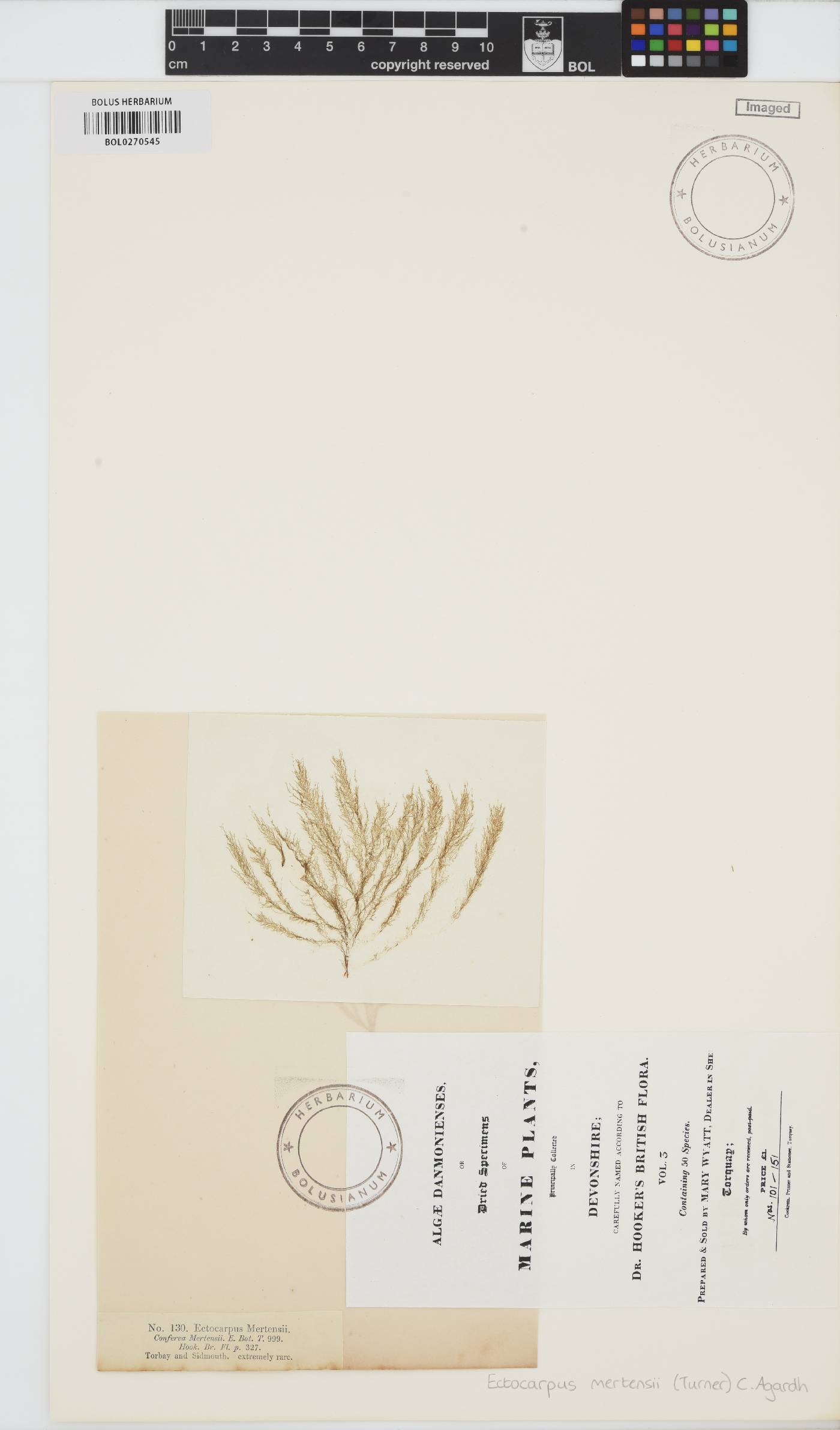 Tilopteris mertensii image