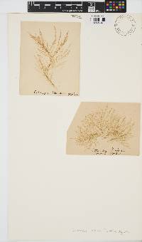 Tilopteris mertensii image