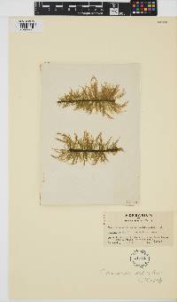 Ectocarpus siliculosus image