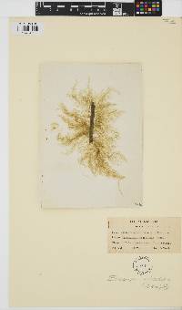 Ectocarpus siliculosus image