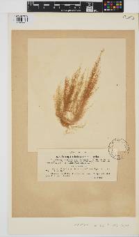 Ectocarpus siliculosus image