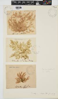 Ectocarpus siliculosus image