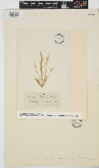 Image of Ectocarpus crouaniorum