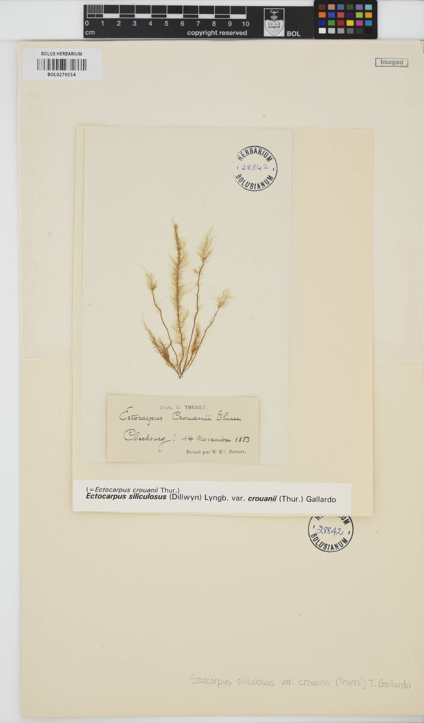 Ectocarpus crouaniorum image