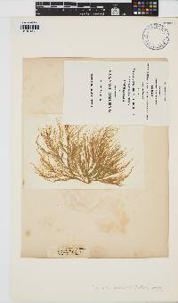 Image of Spongonema tomentosum
