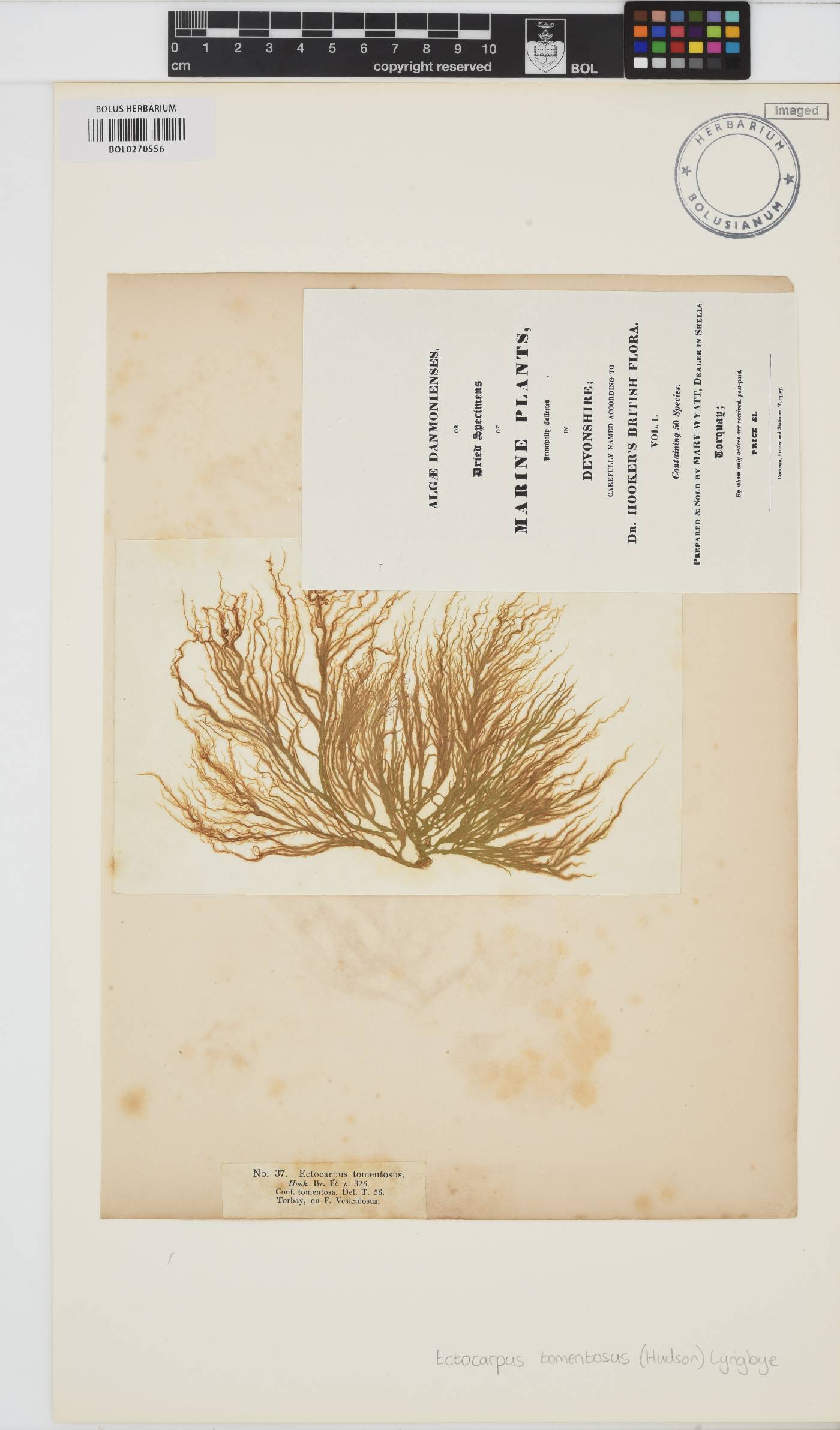 Spongonema tomentosum image