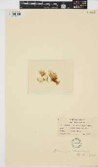 Spongonema tomentosum image