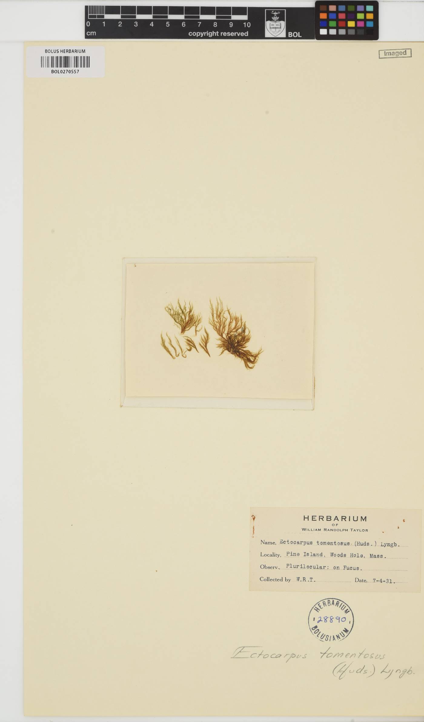 Spongonema tomentosum image