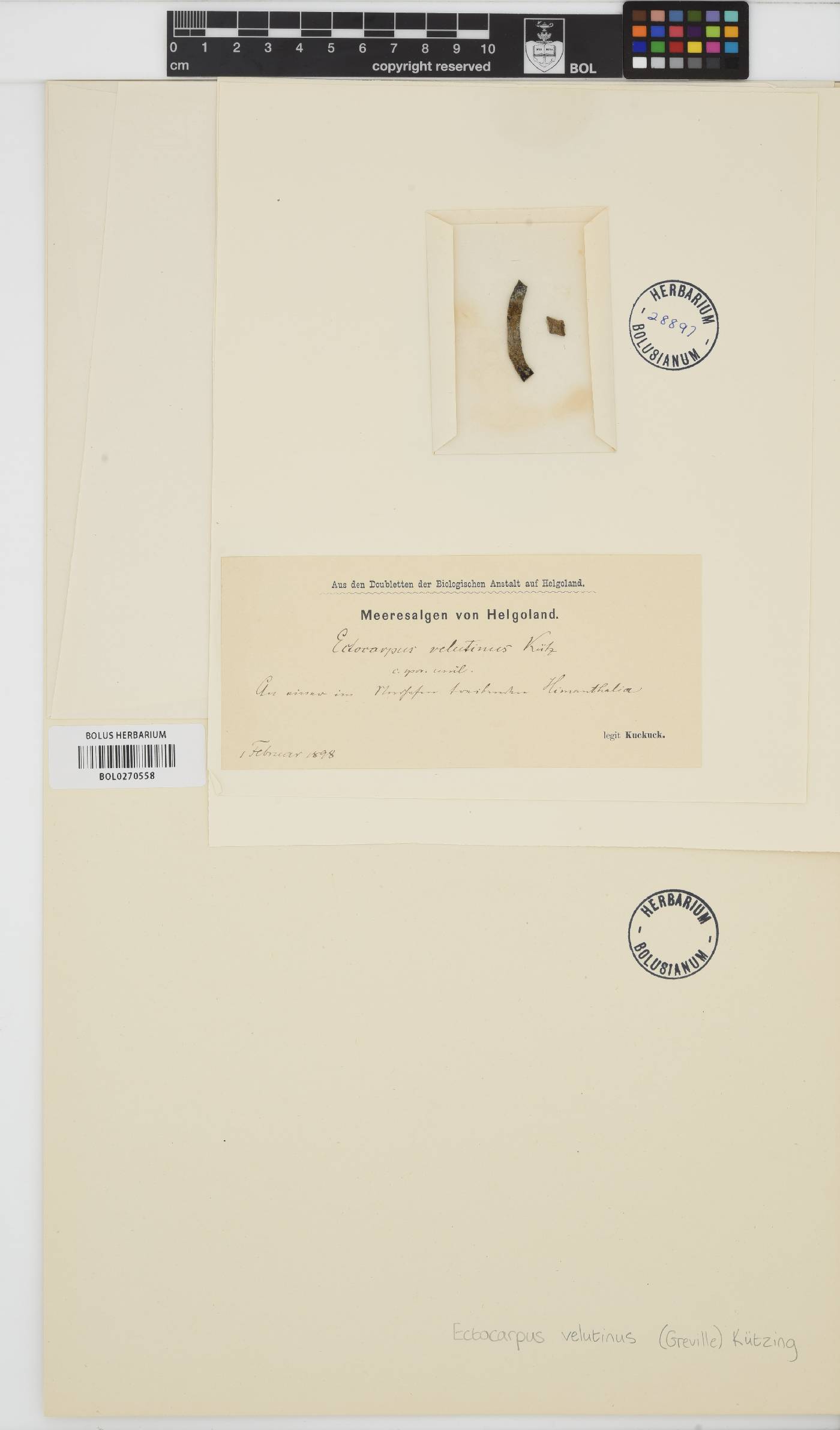 Herponema velutinum image