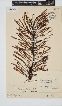 Image of Egregia menziesii
