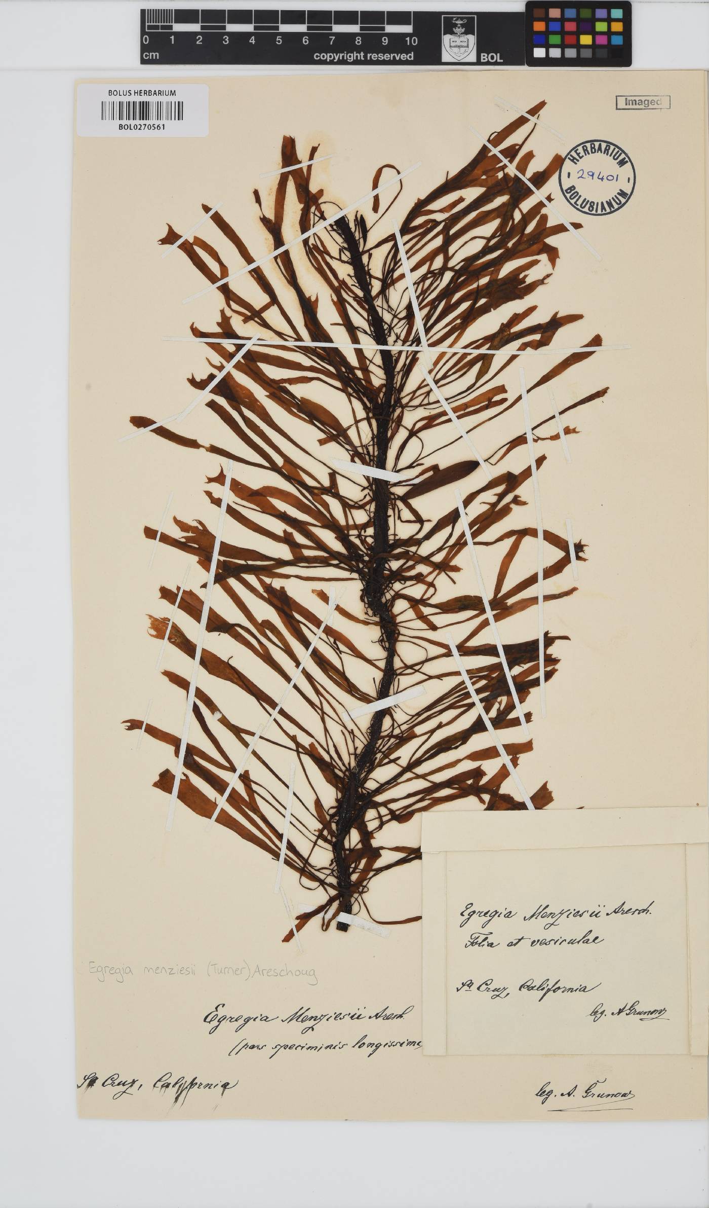 Egregia image