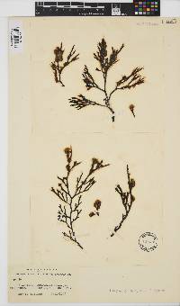 Image of Elachista australis