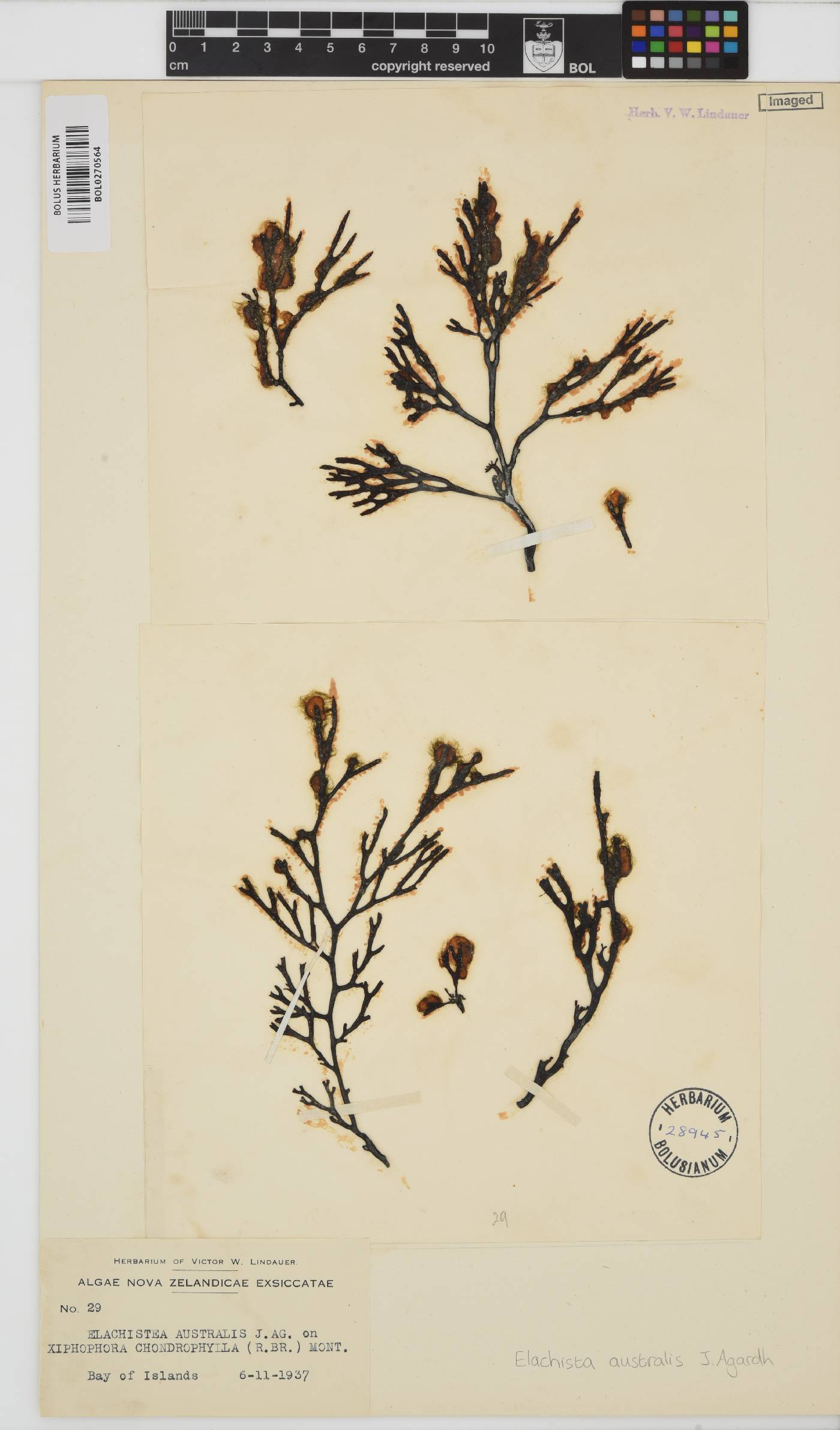 Elachista australis image
