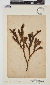Image of Elachista fucicola