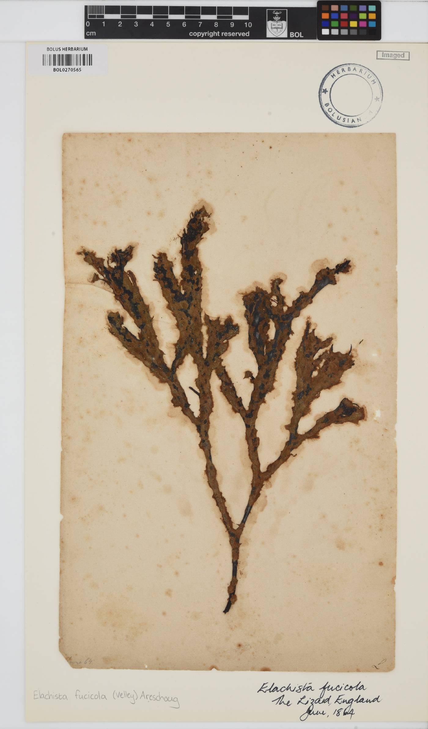 Elachista image