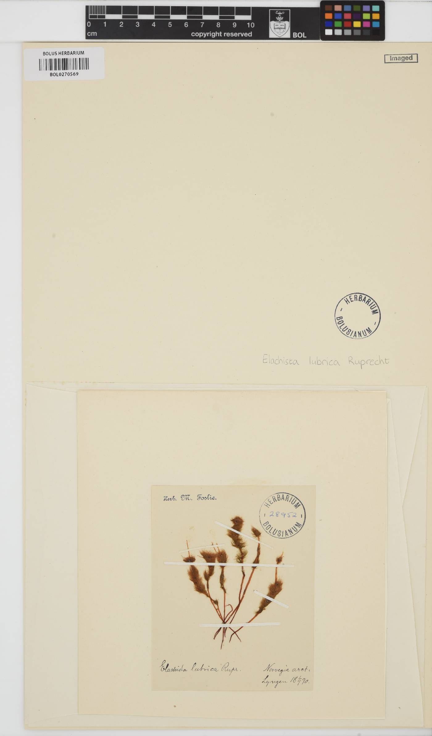 Elachista fucicola image