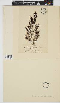 Image of Myriactula rivulariae