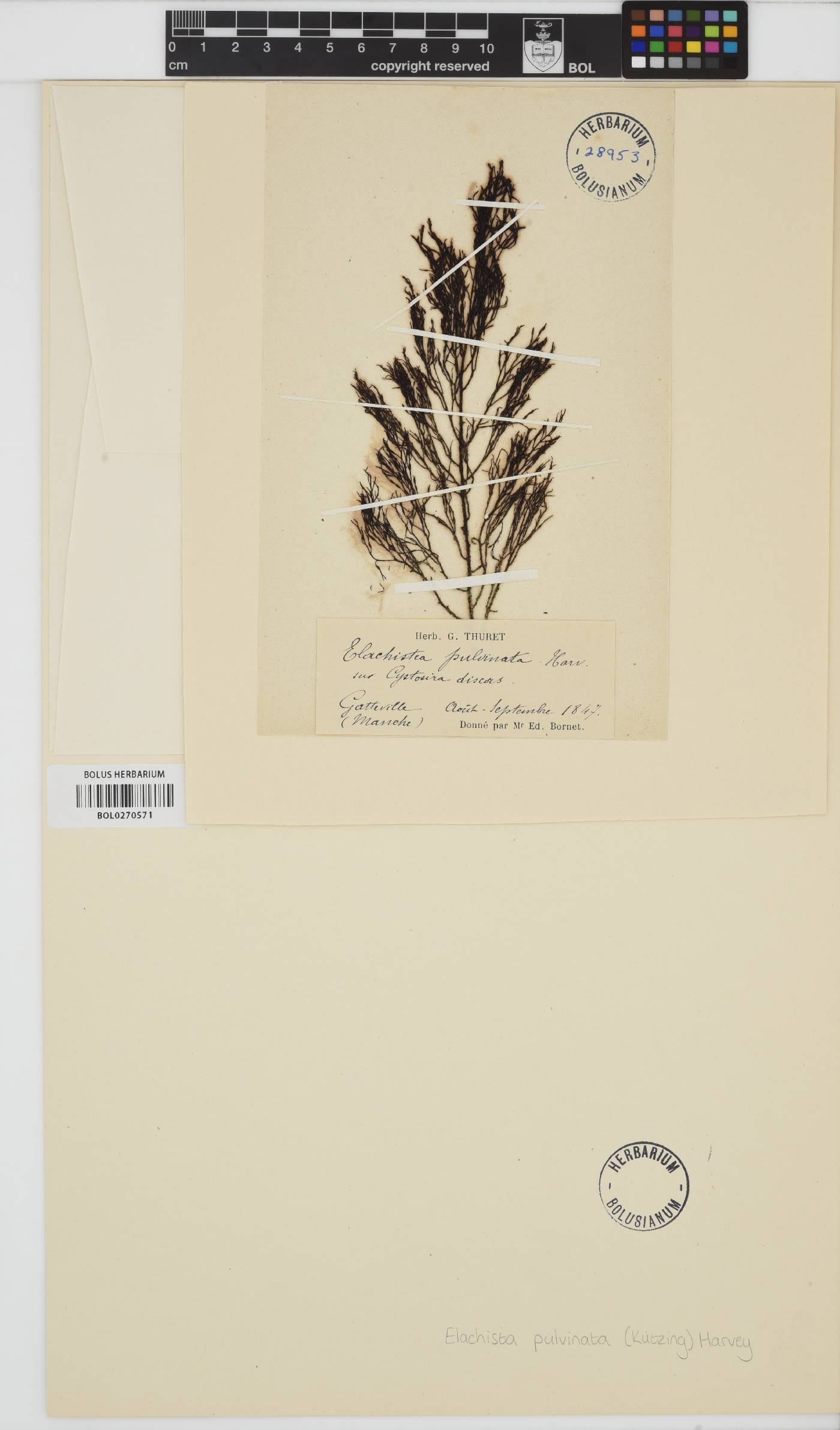 Myriactula rivulariae image