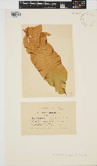 Petalonia binghamiae image