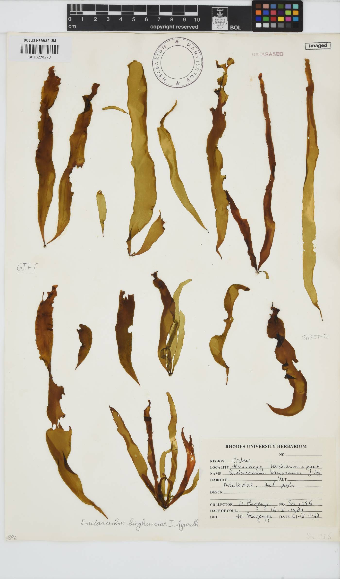 Petalonia binghamiae image