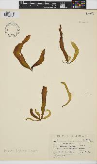 Petalonia binghamiae image
