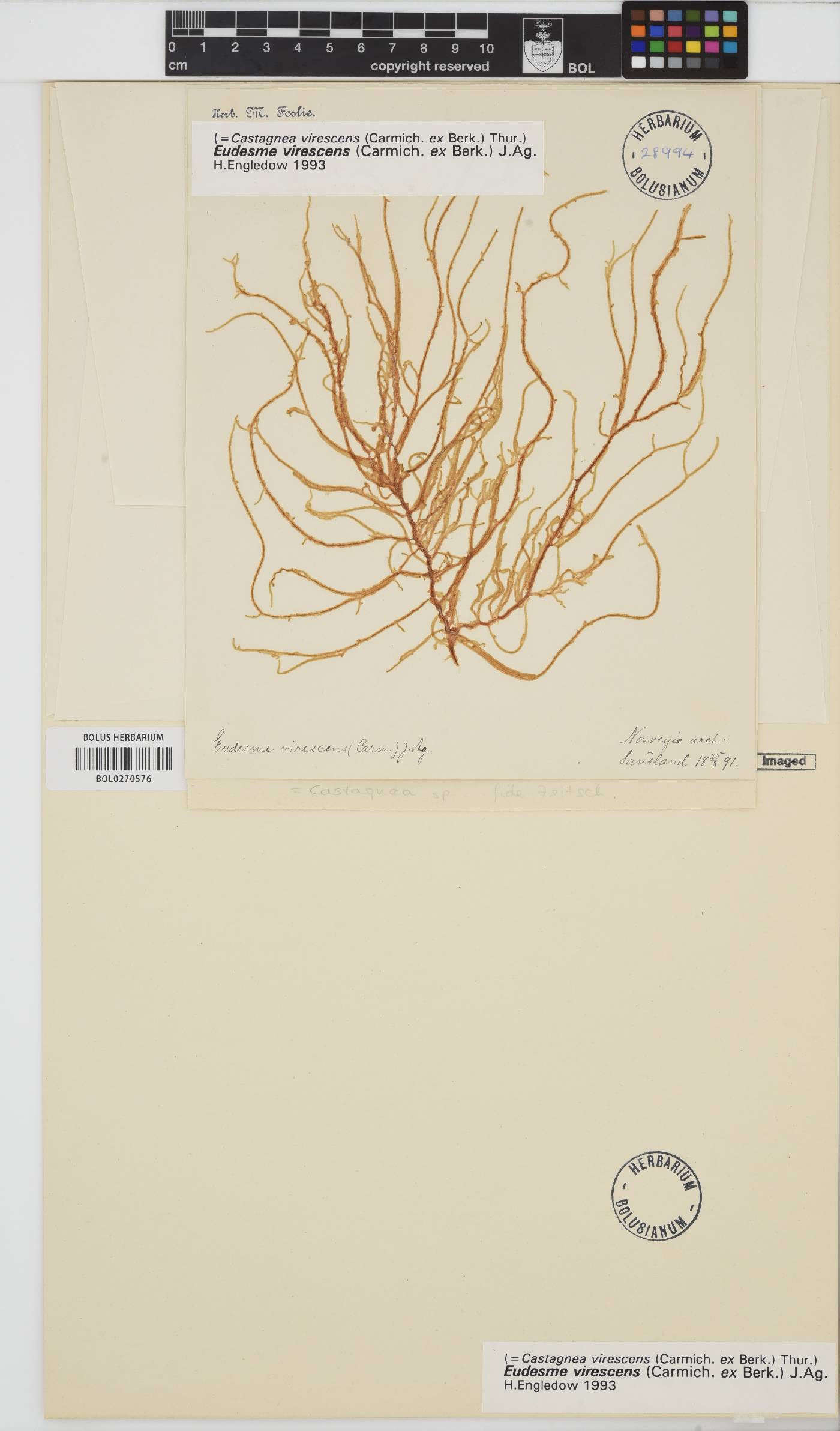 Eudesme virescens image