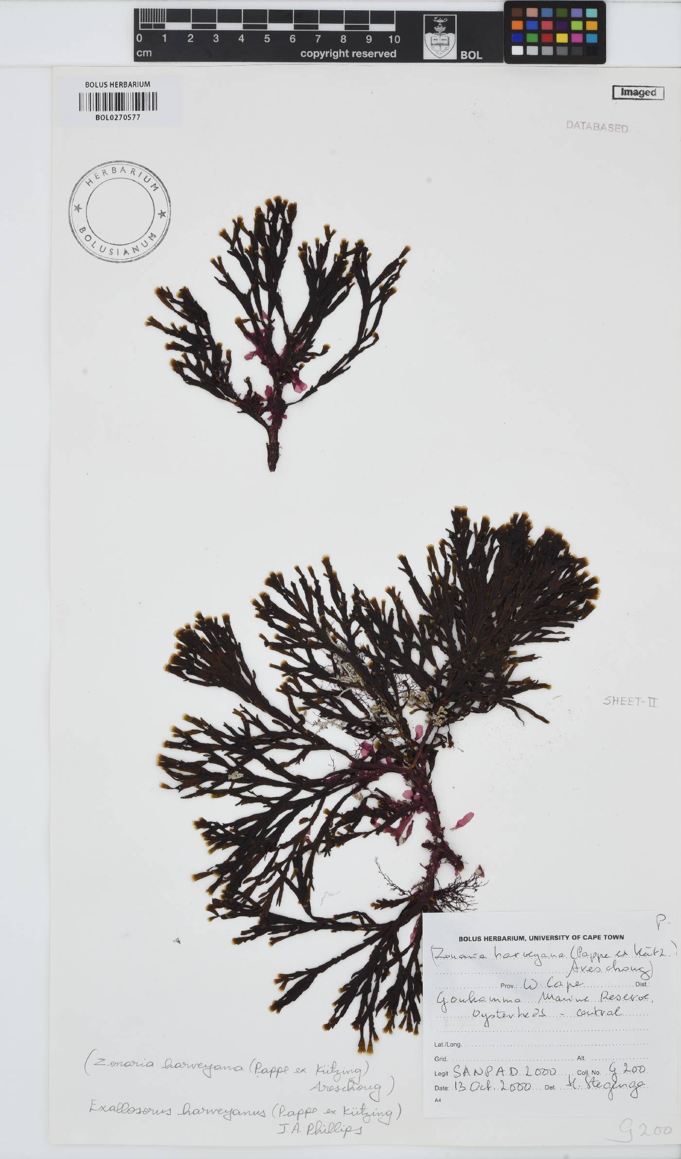 Exallosorus image