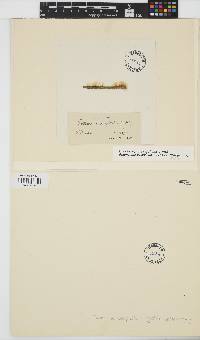 Feldmannia paradoxa image
