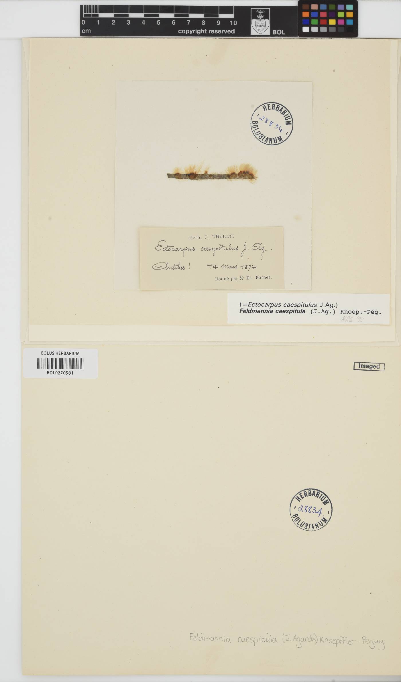 Feldmannia paradoxa image