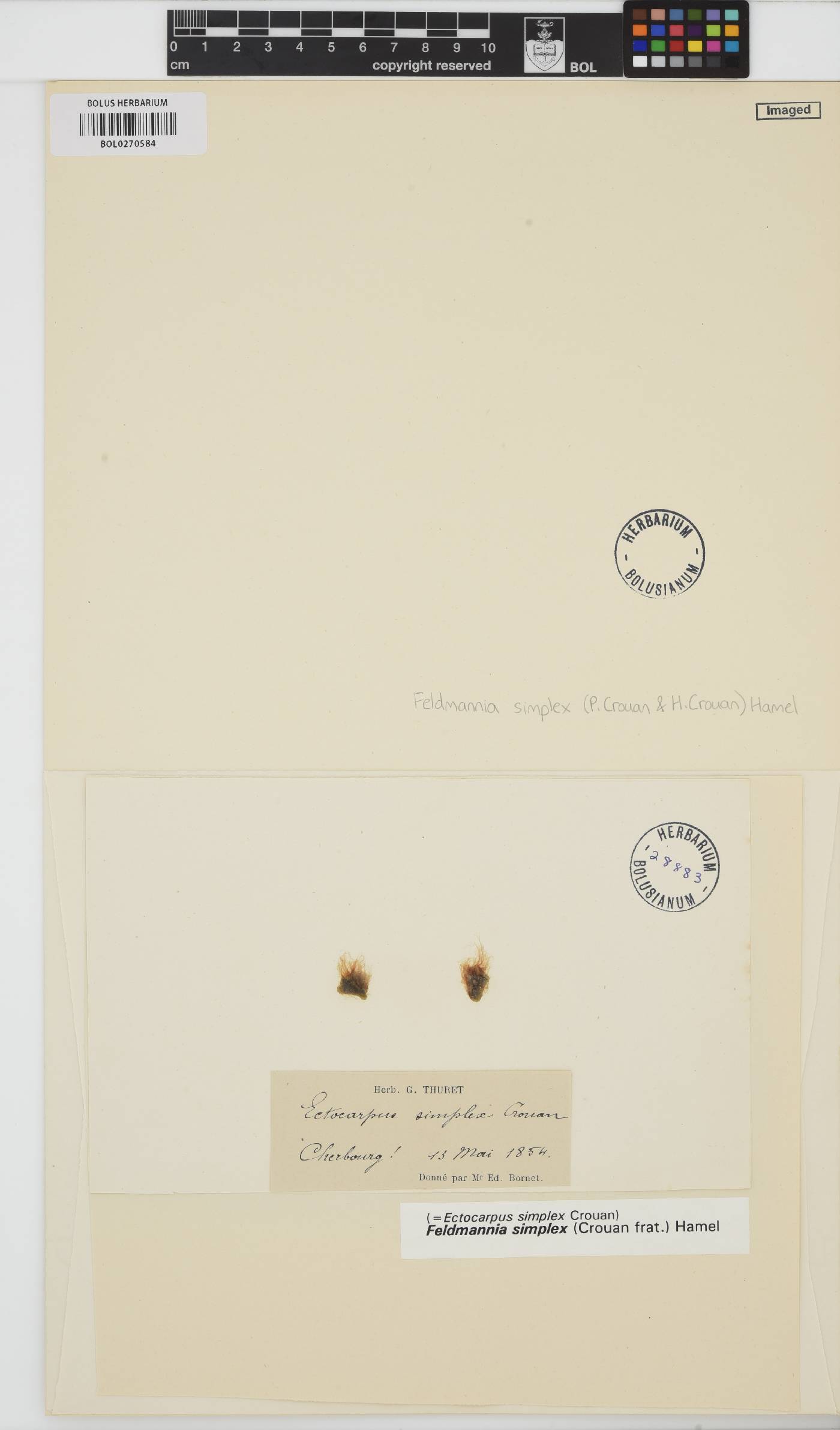 Feldmannia simplex image