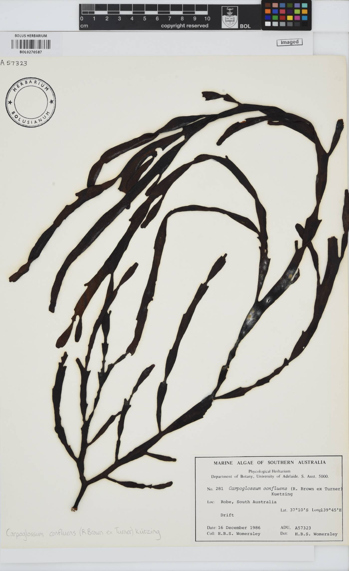 Carpoglossum confluens image